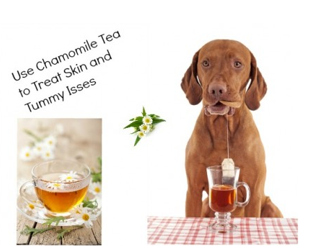 Chamomile Tea for Skin and Stomach Issues