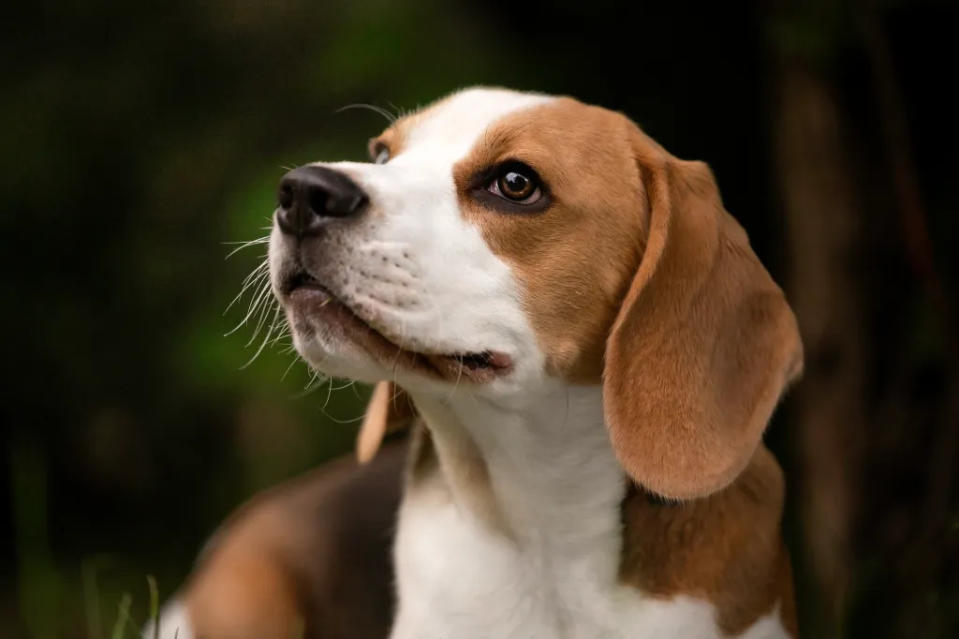 Portrait of Beagle dog