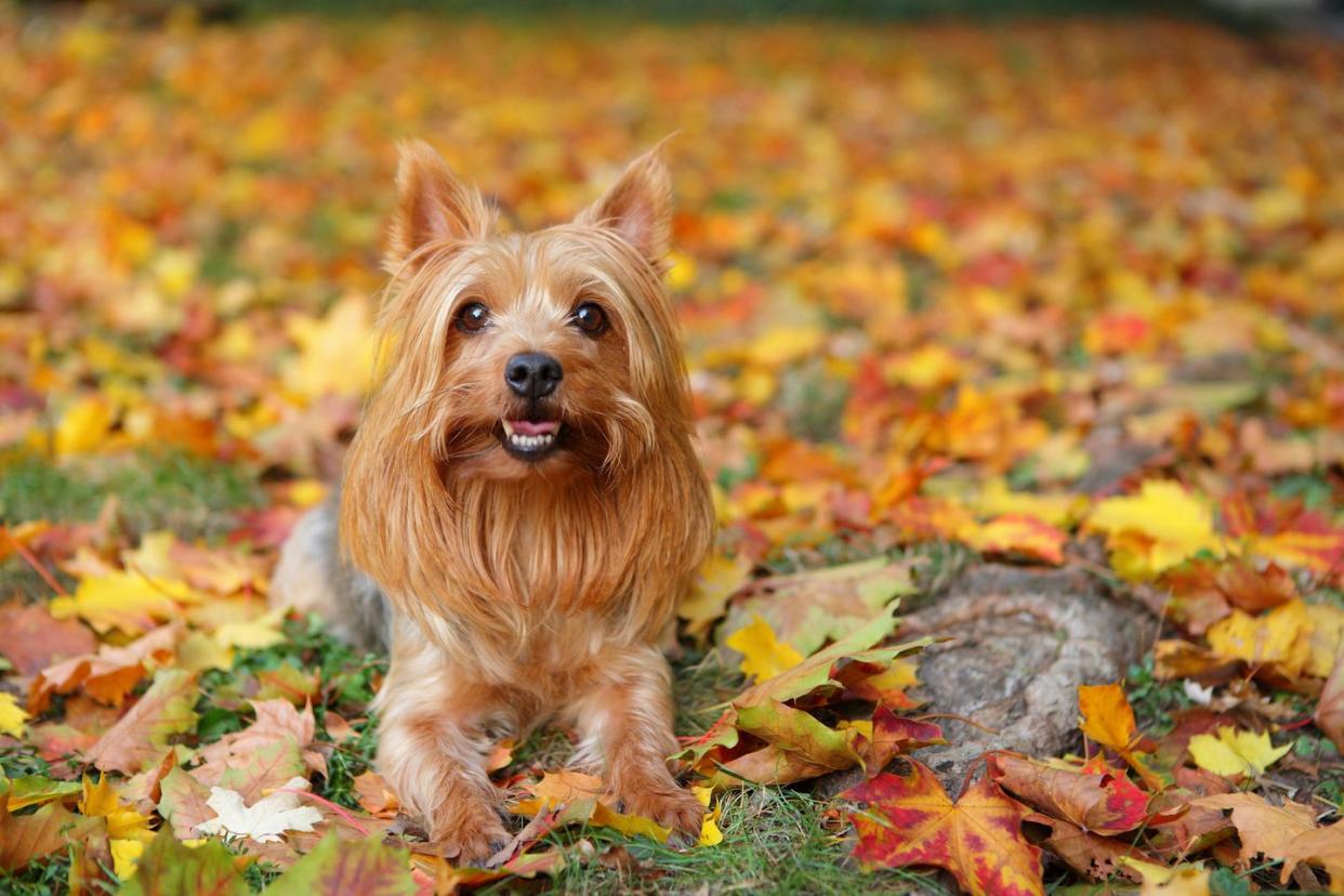 small dog breeds silky terrier