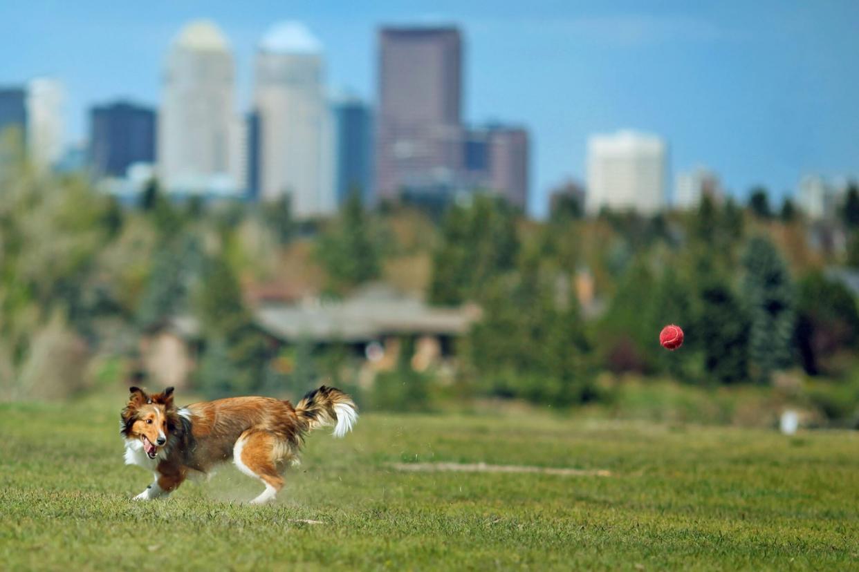 dog playing in dog park with city scape in the distance