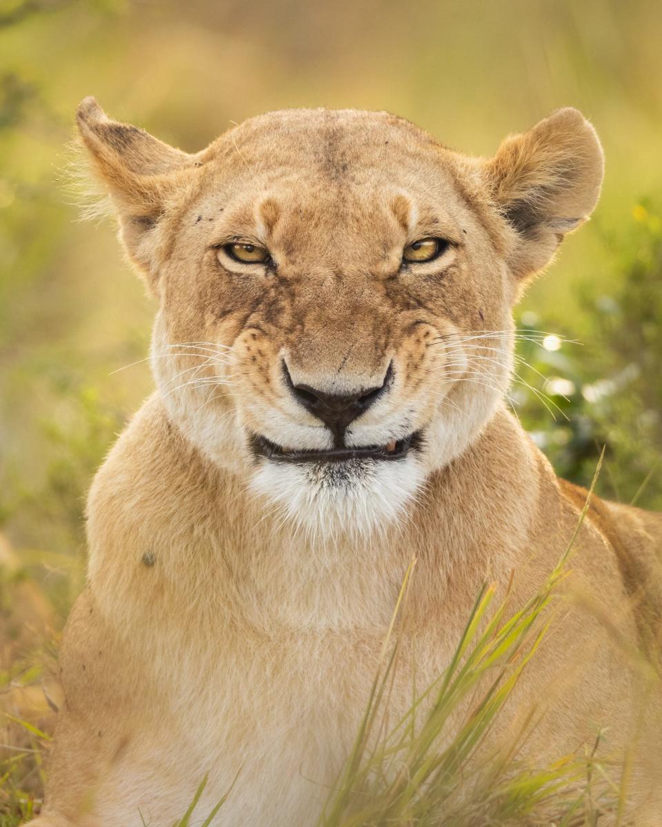 An African lion smirks.