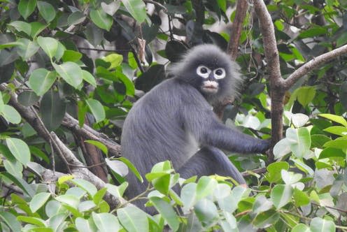 <span class="caption">A Popa langur, photographed in early 2020.</span> <span class="attribution"><span class="source">Aung Ko Lin, Fauna & Flora International</span>, <a class="link " href="http://creativecommons.org/licenses/by-sa/4.0/" rel="nofollow noopener" target="_blank" data-ylk="slk:CC BY-SA;elm:context_link;itc:0;sec:content-canvas">CC BY-SA</a></span>