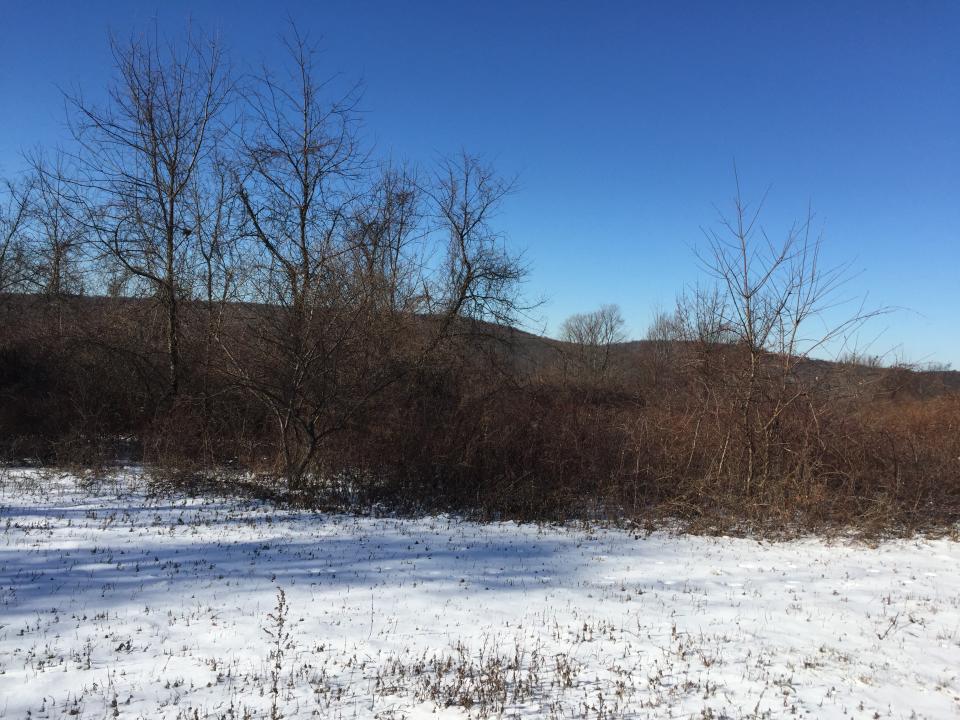 An open area of Donald J. Trump State Park’s Indian Hill section. (Photo: Michael Walsh/Yahoo News)