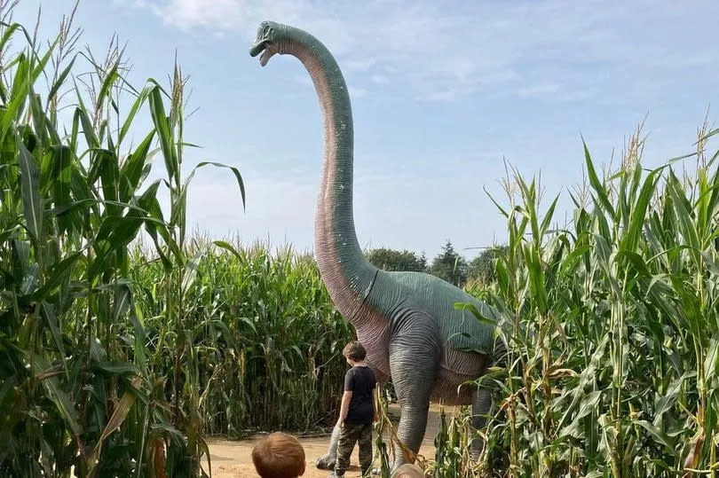 The attraction also has a Jurassic Maze among its smaller corn mazes
