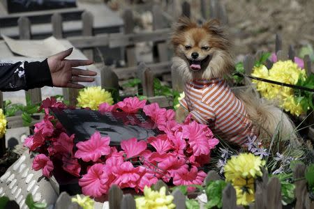 Pet owner Qingqiu gestures to her dog, Little Huoban, after she swept the tomb of her previous dog Huoban (which means "Buddy" in Chinese) who died at the age of 15, ahead of the Qingming Festival at Baifu pet cemetery on the outskirts of Beijing, China March 26, 2016. REUTERS/Jason Lee