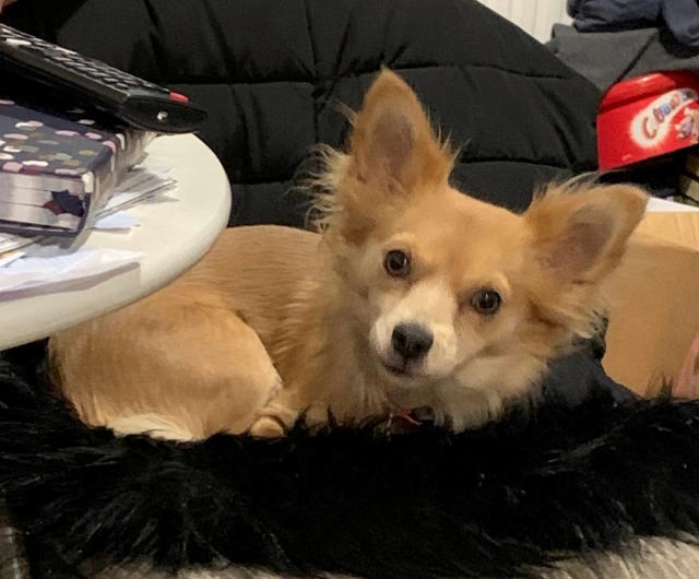 Savage dog attack on Nunhead woman's one-year-old Chihuahua - Southwark News