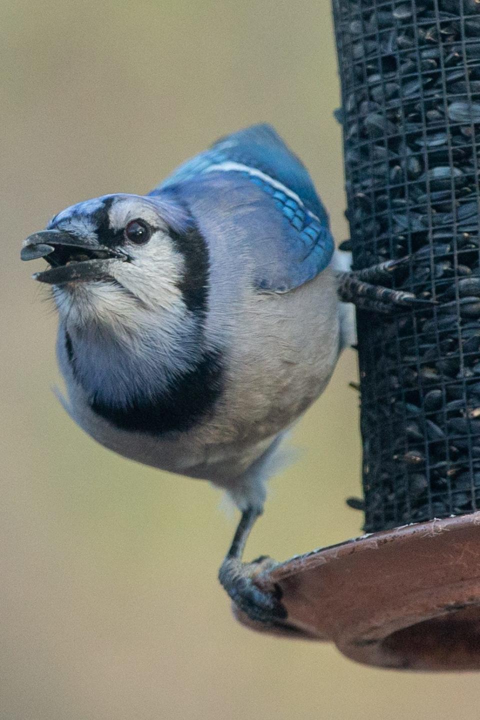 A blue jay fills his beak with sunflower seeds from a feeder in Shawnee County on Sunday morning.