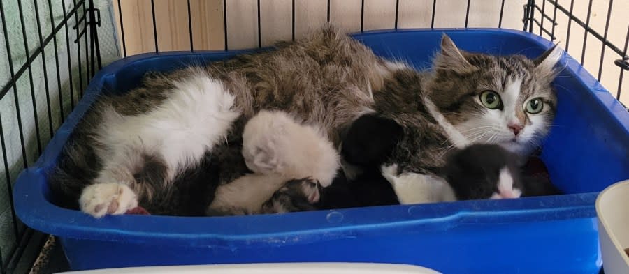 A mother cat and kittens found in Dublin. The mom is feral and will be fixed and returned to where she was found once the kittens are weaned, McKinniss said.