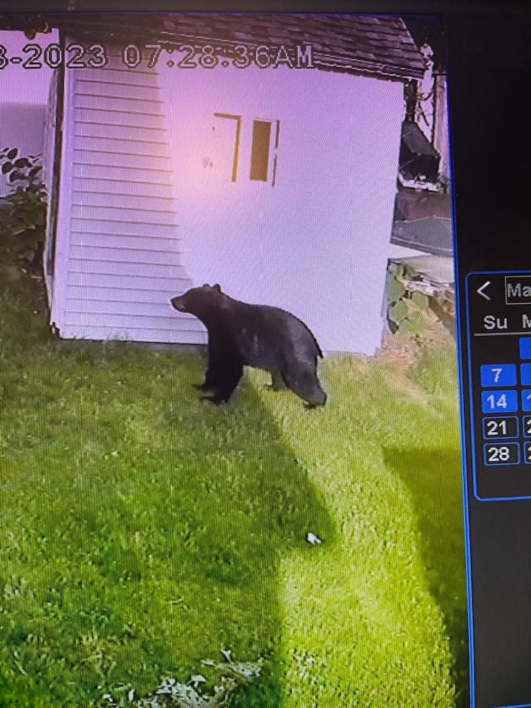 This surveillance photo capture caught a black bear roaming the property of Roy Cardoso on Hope Street in Taunton on May 18, 2023.