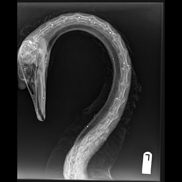 An X-ray image of a swan's body shows it was peppered with pellets (RSPCA/PA)