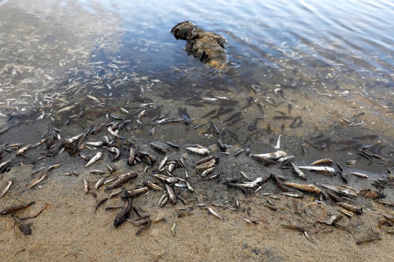 FOTO DE ARCHIVO: Peces muertos en La Manga del Mar Menor
