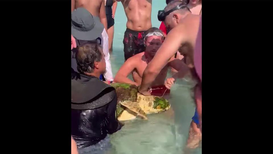 Sea Turtle Rescue