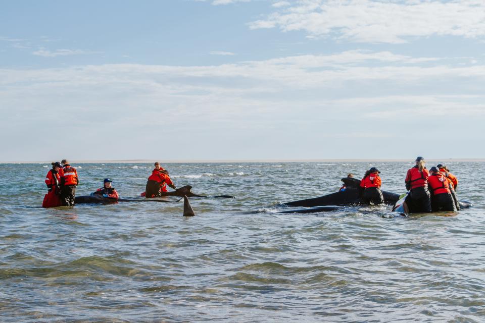 Five pilot whales stranded in Chatham over the weekend received help from the International Fund for Animal Welfare, the Harbormaster office and US Fish and Wildlife.