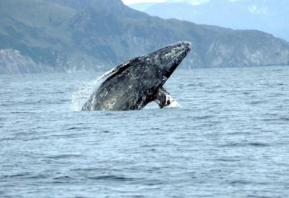Gray whales can grow almost 50ft long (NOAA Fisheries)