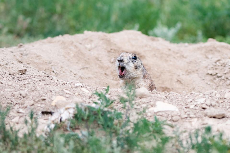 A prairie dog sends out an alert to others in the colony in Pueblo West on Wednesday, July 5, 2023.
