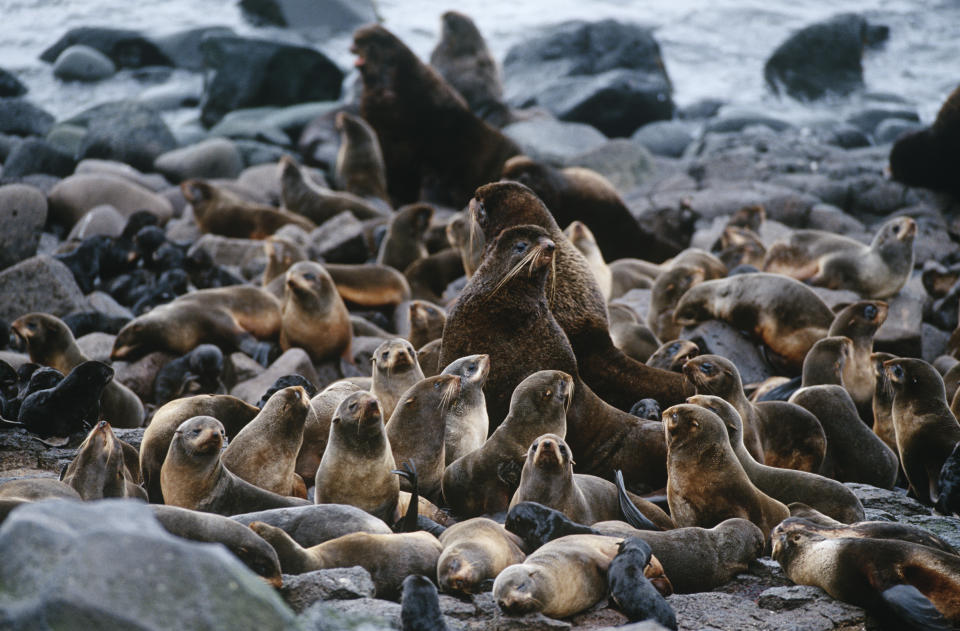 USA, Alaska, St. Paul Island, colony of Northern Fur Seals on rocky shore