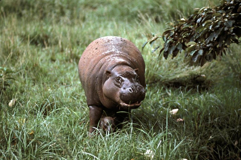 Pygmy Hippos