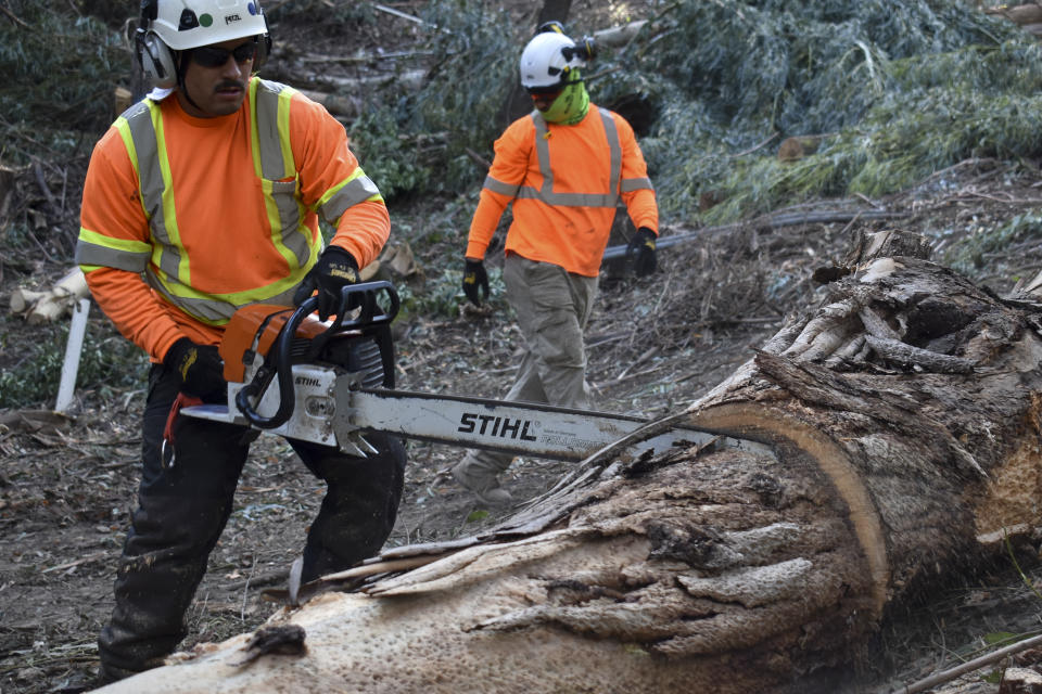 David Gonzalez (left) with ArborWorks cuts a eucalyptus tree after felling it to reduce wildfire dangers for communities living along California's Route 17 on Wednesday, Nov. 20, 2019, near Holy City, Calif. Non-native plants including eucalyptus burn more readily than native species. (AP Photo/Matthew Brown)