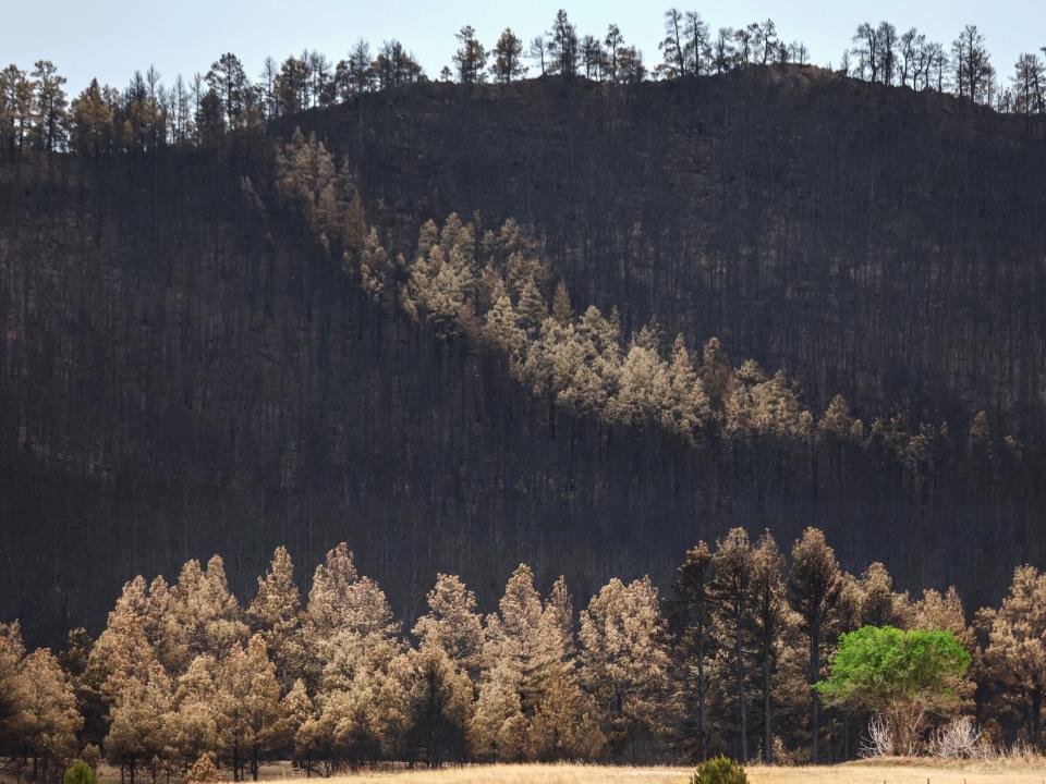 Trees stand after being scorched by the Hermits Peak/Calf Canyon Fire on June 2, 2022 near Las Vegas, New Mexico. The fire has burned for two months and scorched over 315,000 acres while destroying more than 350 homes and other structures. It is the largest wildfire in the modern history of New Mexico.