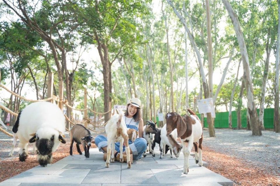 嘉義縣微型文創園區第一期「咩咩上樹萌寵樂園」，已於2023年12月30日試營運！圖／嘉義縣府提供