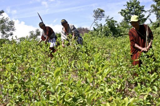 La aplicación de programas de desarrollo alternativo y sustitución de cultivos ilegales de coca en Perú, como parte de la lucha antidrogas, se lleva a cabo de manera inadecuada e insuficiente, dijo este jueves en Lima un funcionario de la oficina antidrogas de la ONU. (AFP/Archivo | hugo ned)