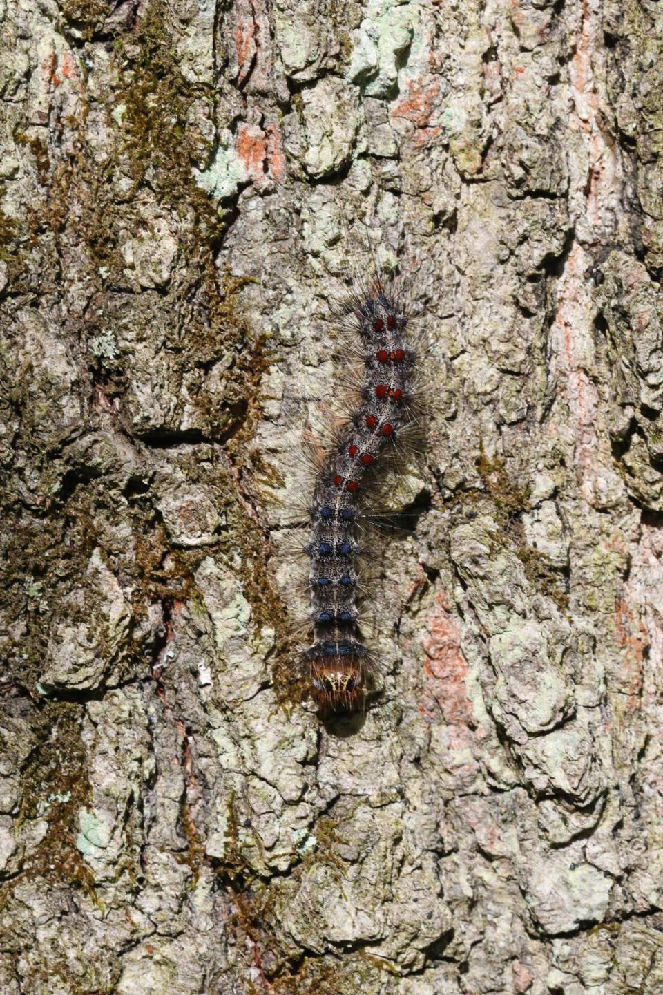 The spongy moth, shown here in its caterpillar state, can defoliate trees while feeding and ultimately weaken and kill them.