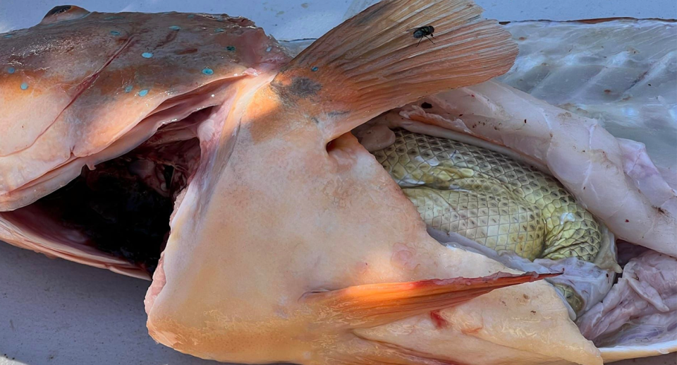 Close up image of the coral trout believed to have swallowed a horned sea snake. 