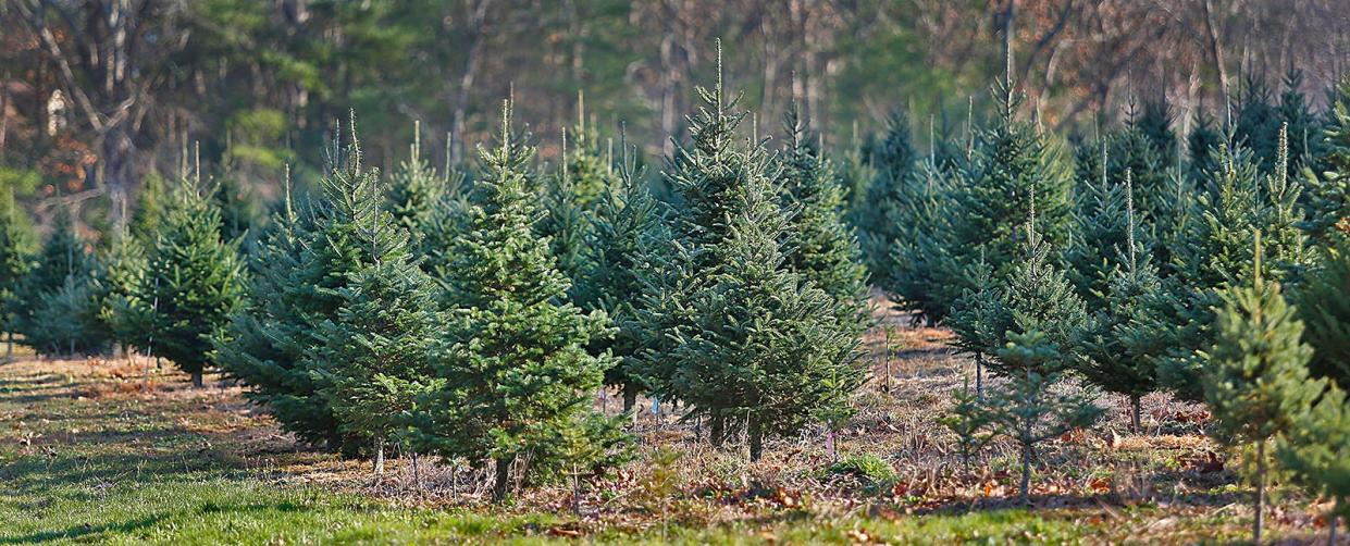 Fresh Christmas trees at Tree Berry Farm on the Norwell-Scituate town line.