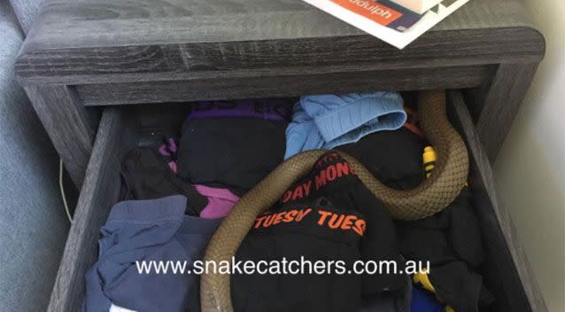 The image of the snake was uploaded on Thursday. Source: Snake Catchers Brisbane, Ipswich, Logan & Gold Coast/ Facebook