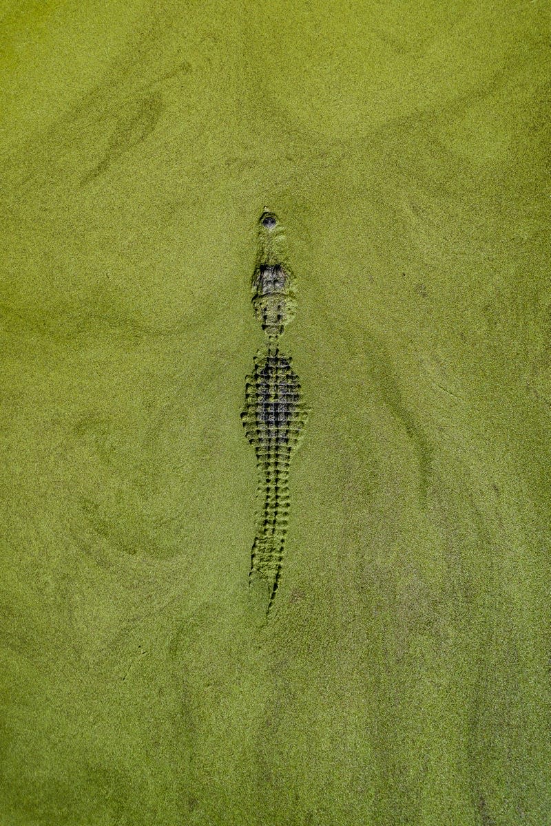 Swamp - Photo: Abstract Aerial Art (Getty Images)