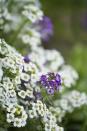 <p>"The delicate and airy look of sweet alyssum is so special as it falls over the container rim," says Johnson. "I love to tuck this into my rock wall also." White is the most common color, but purple- and pink-blooming varieties are also available.</p><p><strong><em>Exposure:</em></strong> Sun (in hot climates, plant in part shade)</p>