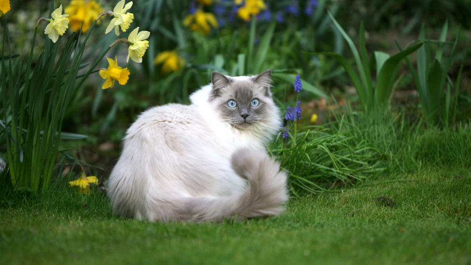 Ragdoll cat in garden - very similar to Birman cat