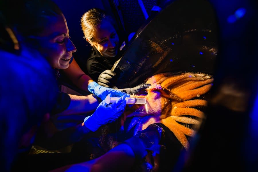 carefully administer a spawn-inducing hormone into a Sunflower Star