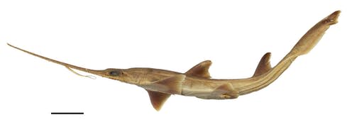 <span class="caption">One of the newly discovered sixgilled sawshark species (_Pliotrema kajae_).</span> <span class="attribution"><span class="source">Simon Weigmann</span>, <span class="license">Author provided</span></span>