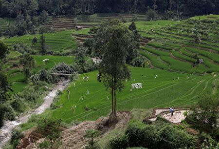 A farmer works in a rice paddy near a stream which flows into the Citarum river, in the mountains south of Bandung, near Pacet, West Java province, Indonesia, February 24, 2018. REUTERS/Darren Whiteside .