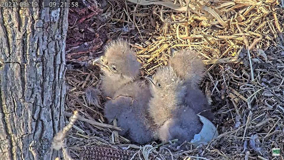 A third eaglet emerges from its egg alongside its siblings, which were born five and two days earlier, respectively. The eaglets are the offspring of Rosa and Martin, the bald eagle parents of northern Virginia.