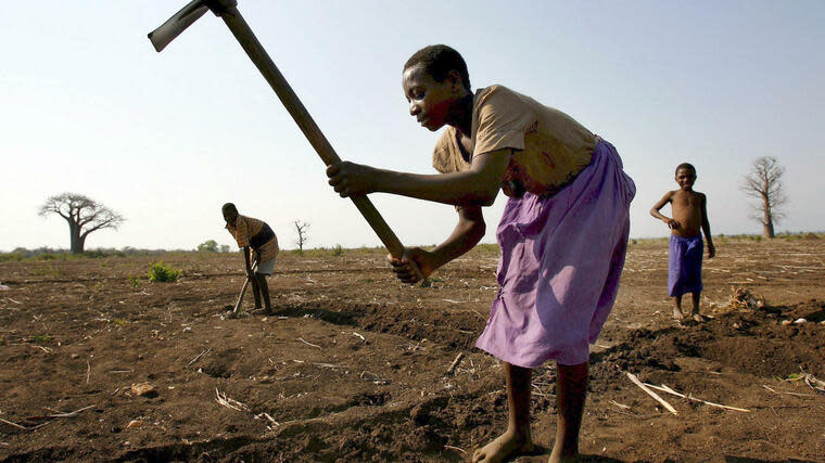 Auch in Blantyre in Malawi ist die Landwirtschaft immer wieder von zunehmender Trockenheit betroffen. Foto: dpa