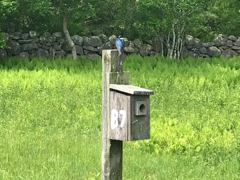 A tree swallow perches on a wooden nesting box in a field that includes a historic graveyard off the blue-blazed trail.