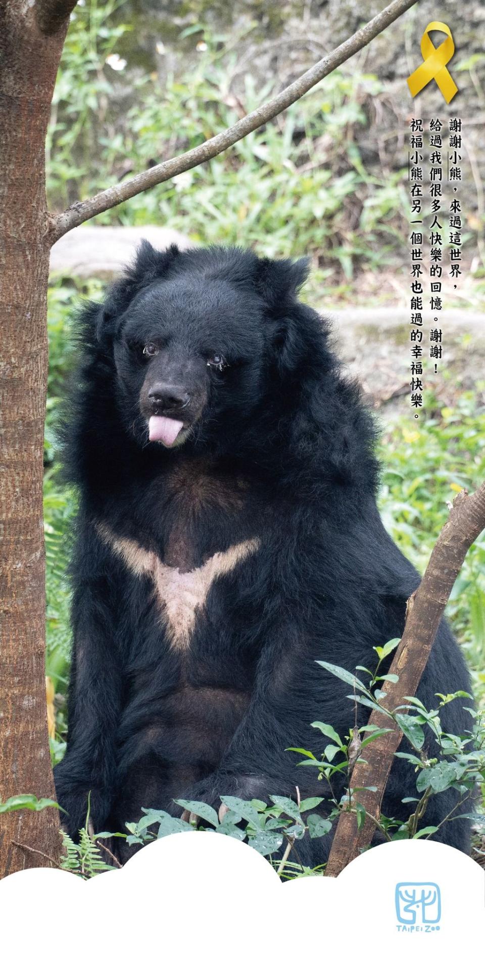 「小熊」躺在乾草床上，在多名保育員的陪伴下安詳辭世。（台北市立動物園提供）