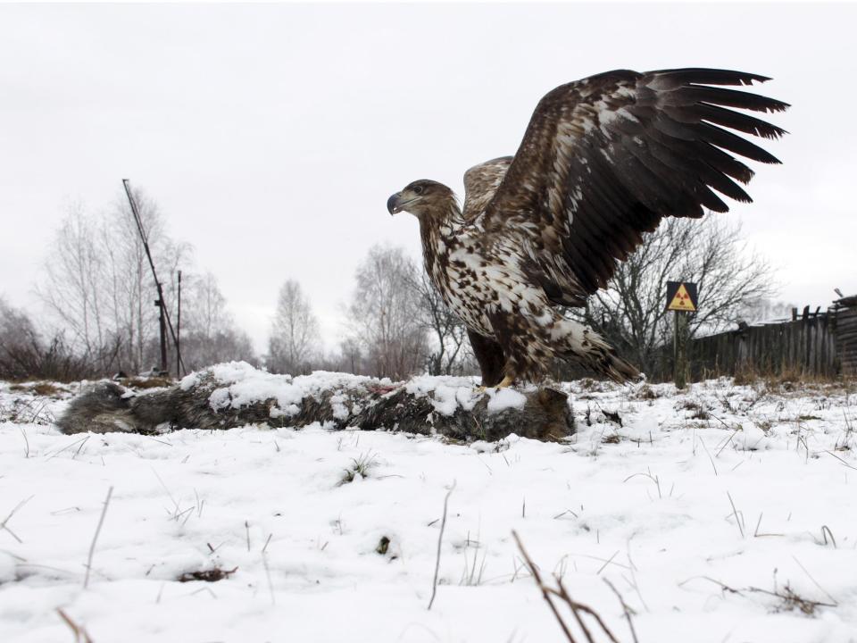 Chernobyl wildlife