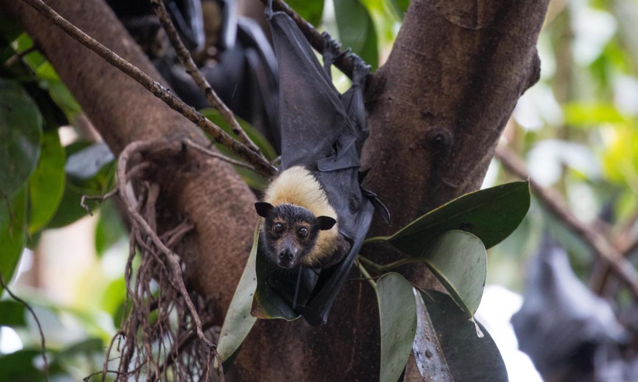 <span>The windfarm project at Wooroora Station was proposed for an area that is a vital habitat for animals including the spectacled flying-fox (pictured).</span><span>Photograph: Marc McCormack/EFE/EPA</span>