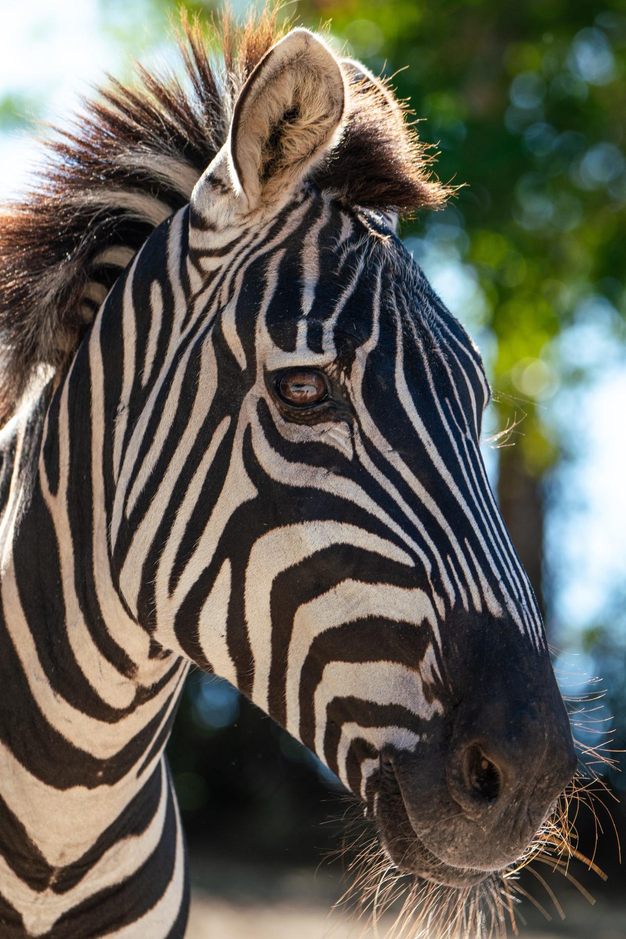 Katrina, a Grant zebra at the Naples Zoo, died Wednesday unexpectedly. She was 18 and had lived in Naples since 2006 after being moved from Louisiana. She was named after the hurricane that struck the Gulf Coast in 2005, the year she was born.