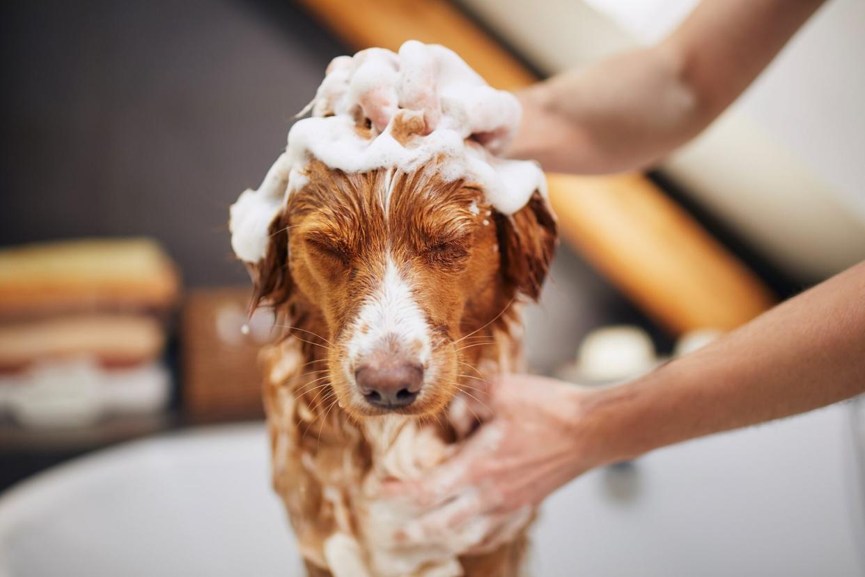 woman scrubbing lots of suds into her dog with homemade dog shampoo