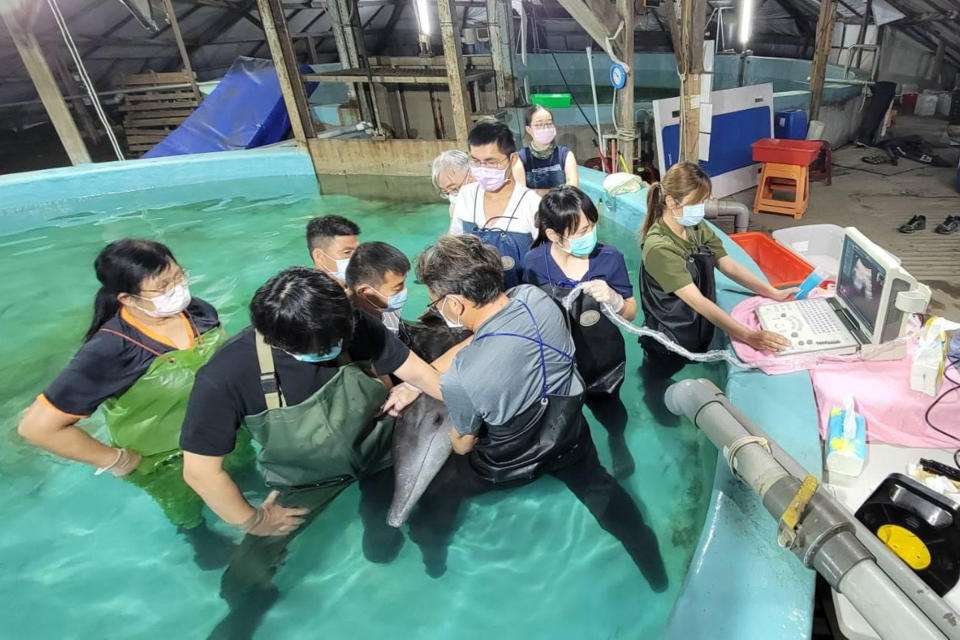 成大海洋生物暨鯨豚研究中心搶救的糙齒海豚，十二日停止生命跡象。（成大海洋生物暨鯨豚研究中心提供）