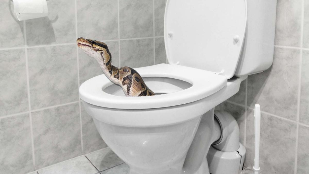 The Tale of a Toilet Snake. Once we found a rather healthy midland