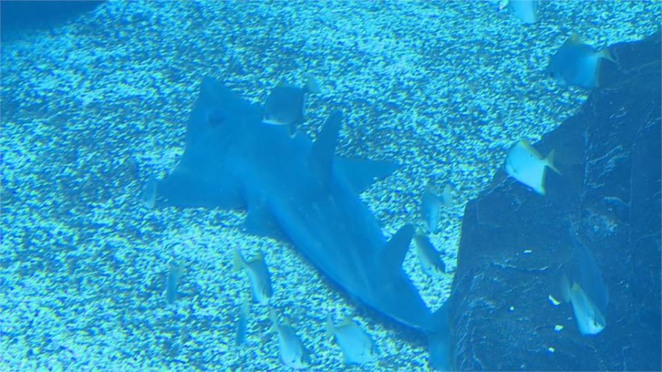 這個水族館被動保團體盯上  設計不良？魟魚背出血、海豹池狹小