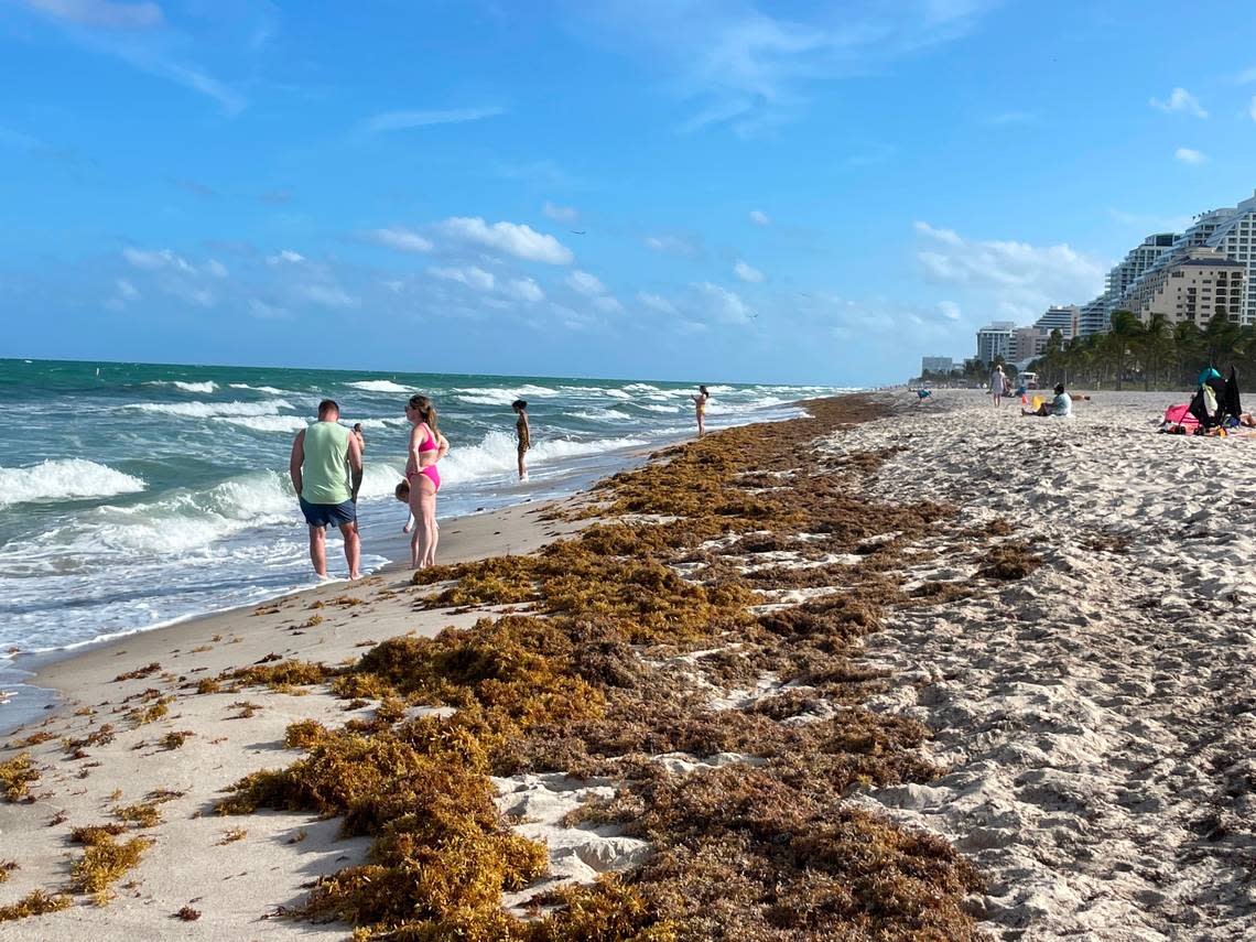 Beachgoers step around a mat of sargassum that washed ashore at Fort Lauderdale Beach near Sunrise Boulevard on March 31, 2023. Robyn Wishna