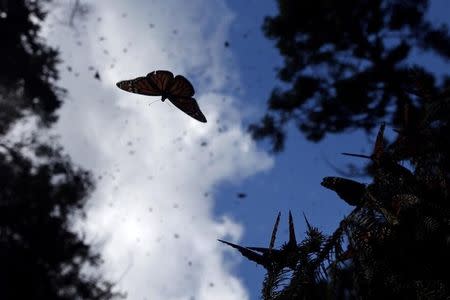 A Monarch butterfly flies at the El Rosario butterfly sanctuary on a mountain in the Mexican state of Michoacan November 27, 2013. REUTERS/Edgard Garrido