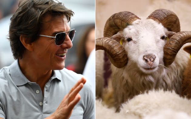 Tom Cruise reportedly just laughed as the sheep crossed his English scenery. (Photo: Rudy Carezzevoli/Getty Images (left); Hannibal Hanschke/Reuters)