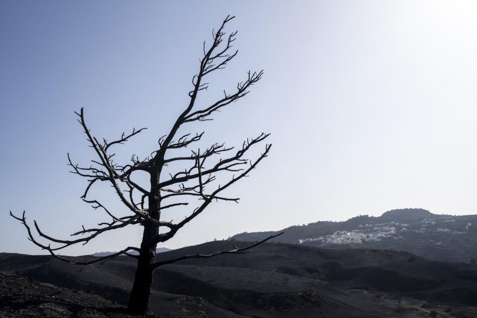 A burnt tree stands in Asklipio village, on the Aegean Sea island of Rhodes, southeastern Greece, on Wednesday, July 26, 2023. A third successive heat has struck Greece, amid more evacuations from fires that have raged out of control for days, while the temperature in many parts of the country soaring Wednesday to as high as 46.4C (115 Fahrenheit). (AP Photo/Petros Giannakouris)
